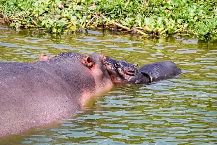 Hippo and baby at Kazinga Channel